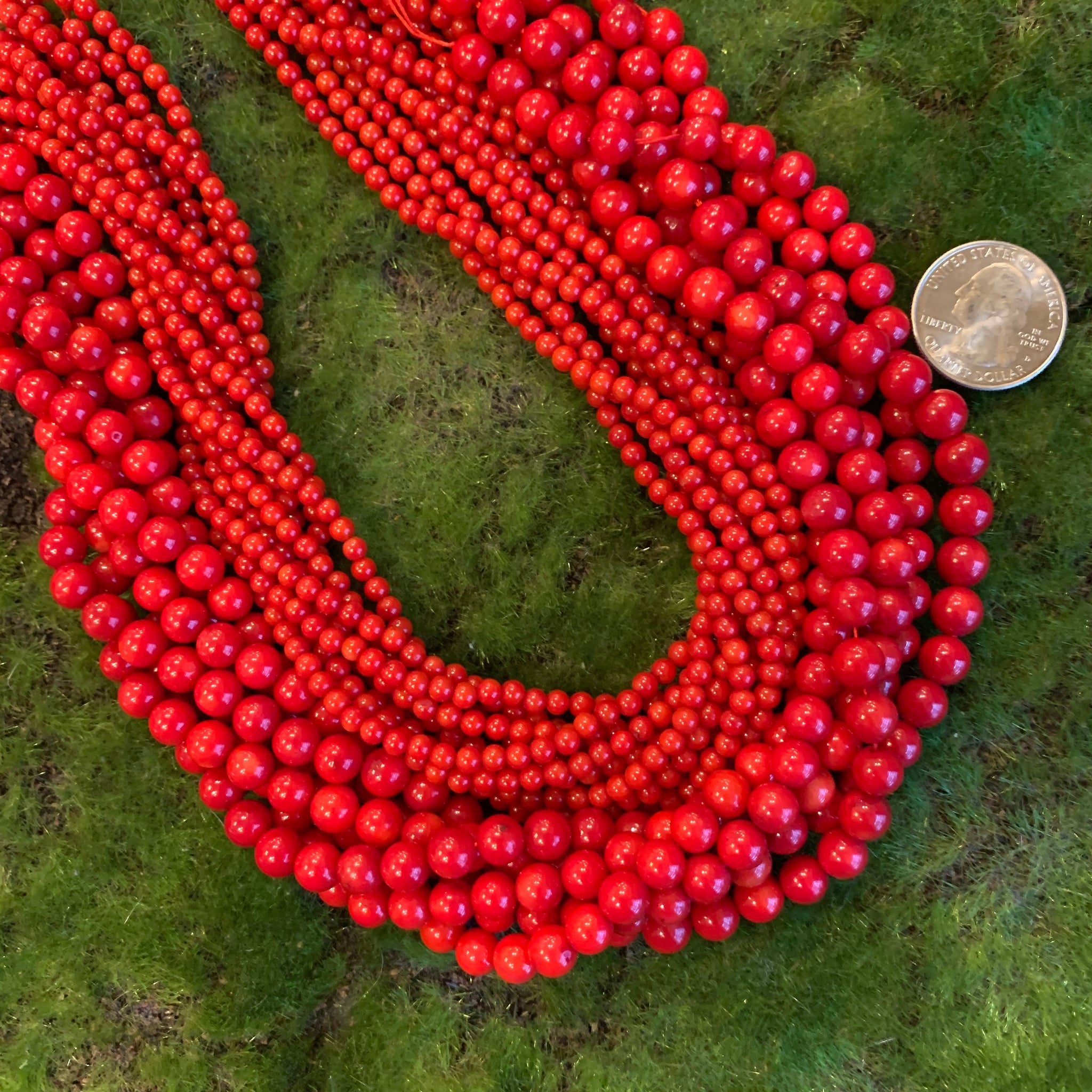 Large Barrel Red store Coral (temp strand)